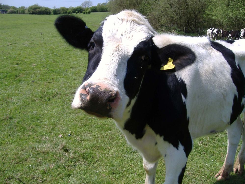 cow2.jpg