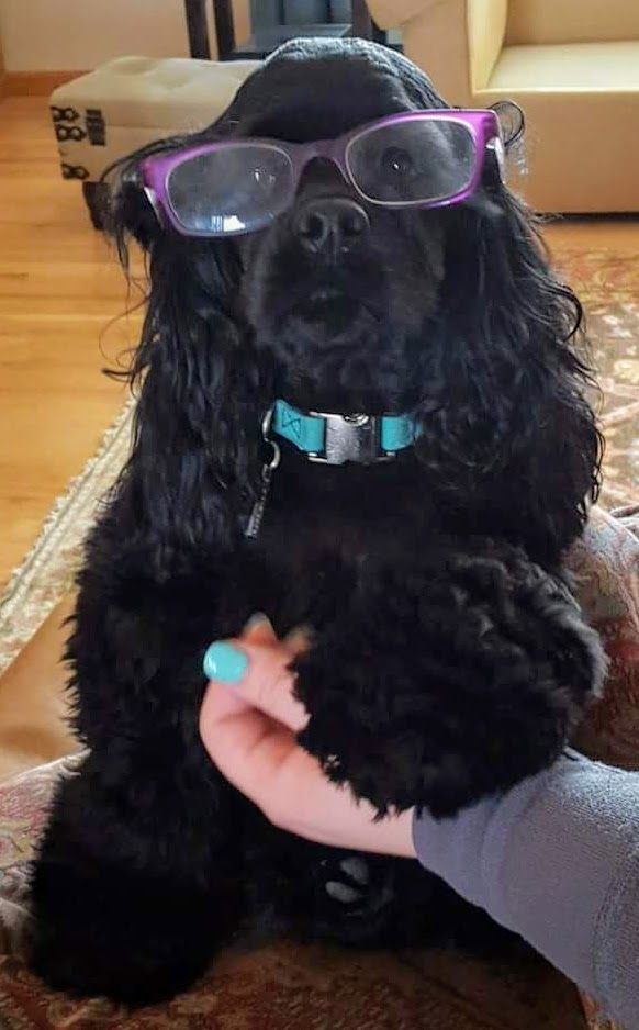 Cocker spaniel wearing glasses