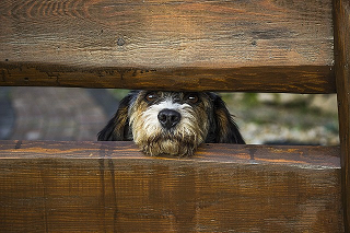 Dog looking through wooden fence