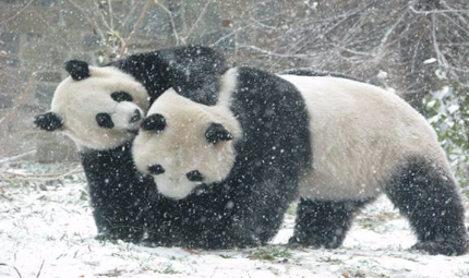 Pandas Hugging