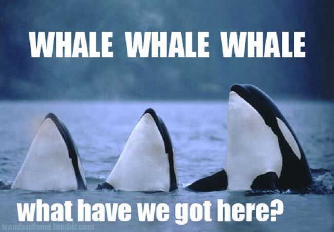 Whales