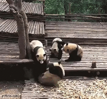 250315_cute_pandas.gif 250315_cute_pandas.gif