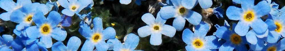 forget-me-not.jpg