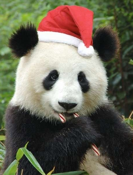 Christmas Santa Panda