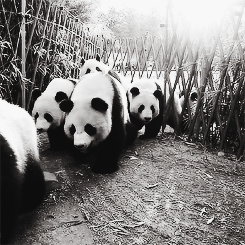 pandas walking