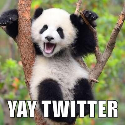 panda yells YAY for TWitter