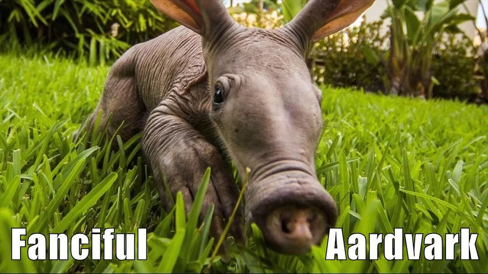 picture of an aardvark
