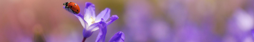 Copy of Banner (1).png Copy of Banner (1).png