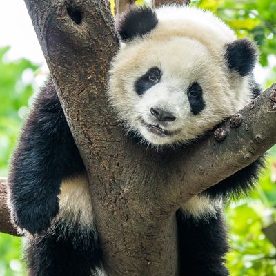 Panda hanging out in a tree