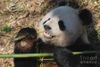 panda-bear-holding-bamboo-in-his-paws-while-eating-dejavu-designs