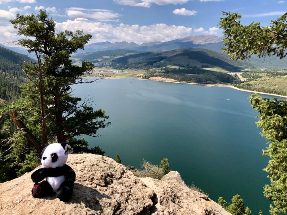 panda in mountains